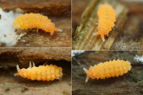 Bilobella aurantiaca